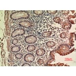 Immunohistochemistry - Anti-LIF Antibody (C30217) - Antibodies.com