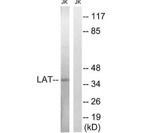 Western Blot - Anti-LAT Antibody (B8208) - Antibodies.com