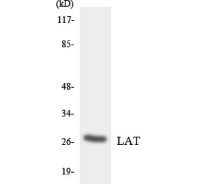 Western Blot - Anti-LAT Antibody (R12-2962) - Antibodies.com