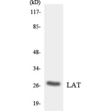 Western Blot - Anti-LAT Antibody (R12-2962) - Antibodies.com