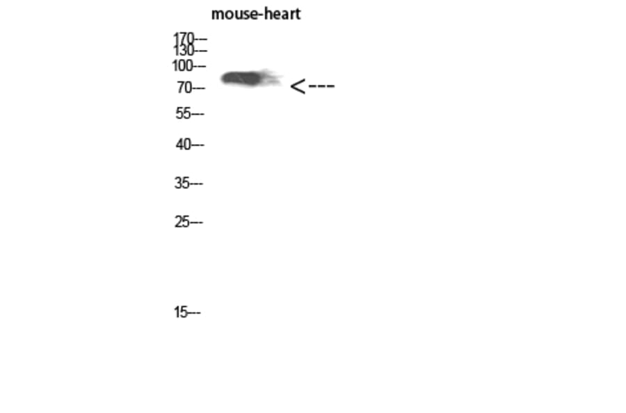 Western Blot - Anti-KEL Antibody (C30538) - Antibodies.com