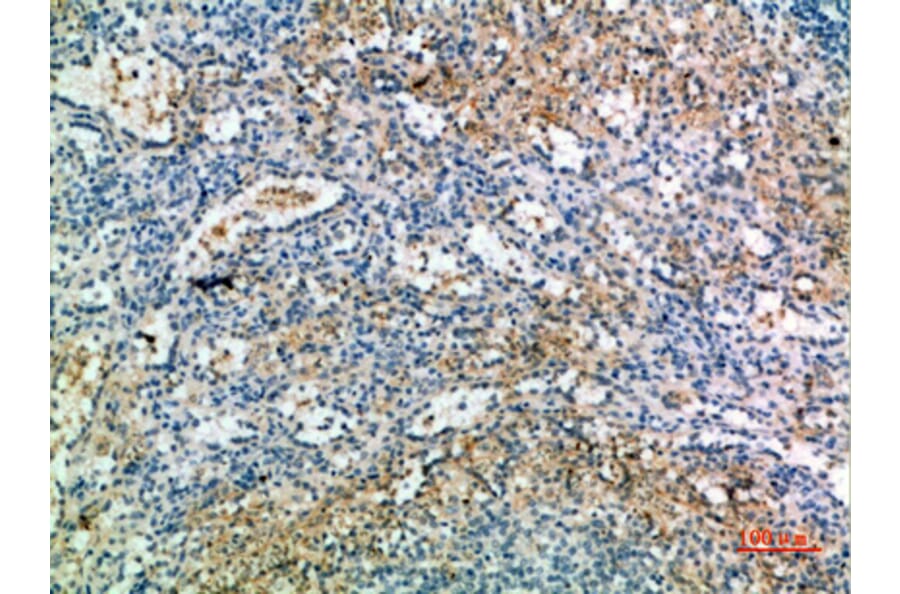 Immunohistochemistry - Anti-KEL Antibody (C30538) - Antibodies.com