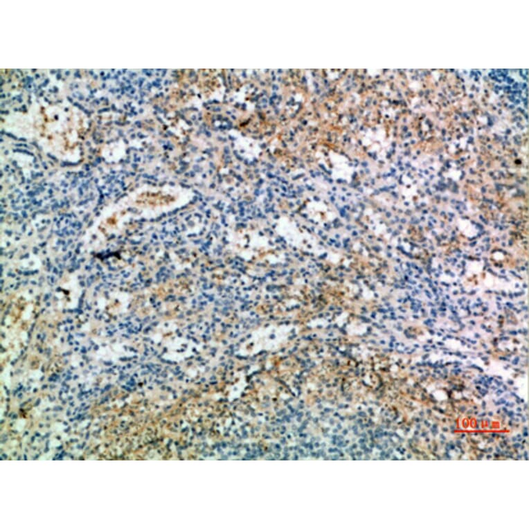 Immunohistochemistry - Anti-KEL Antibody (C30538) - Antibodies.com