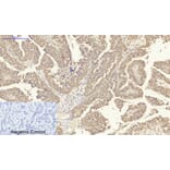 Immunohistochemistry - Anti-IL8 Antibody (C30028) - Antibodies.com