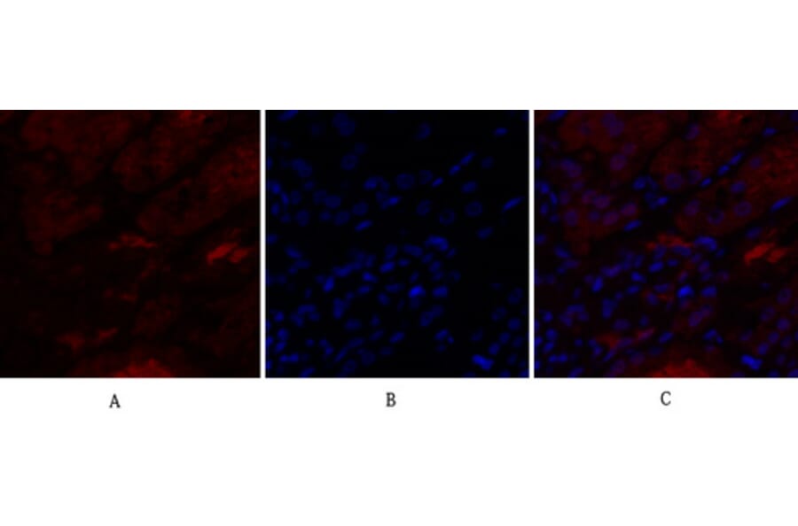 Immunofluorescence - Anti-IL8 Antibody (C30028) - Antibodies.com