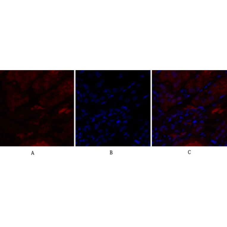 Immunofluorescence - Anti-IL8 Antibody (C30028) - Antibodies.com
