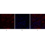 Immunofluorescence - Anti-IL8 Antibody (C30028) - Antibodies.com