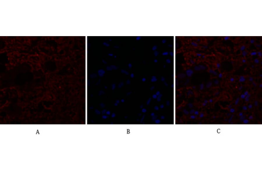 Immunofluorescence - Anti-IL8 Antibody (C30028) - Antibodies.com