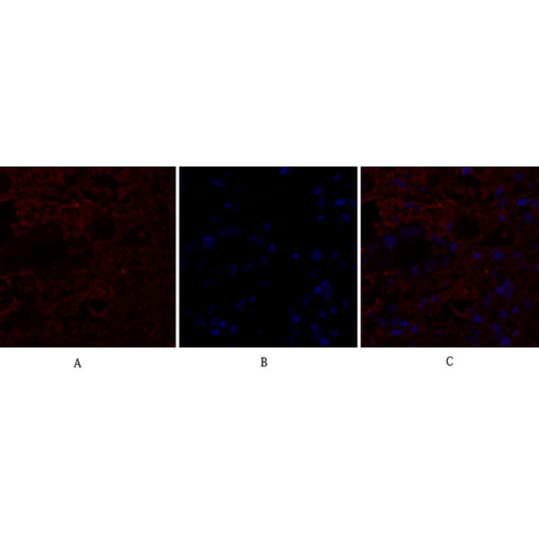 Immunofluorescence - Anti-IL8 Antibody (C30028) - Antibodies.com
