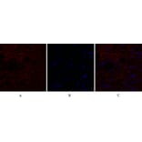 Immunofluorescence - Anti-IL8 Antibody (C30028) - Antibodies.com