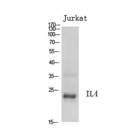 Western Blot - Anti-IL4 Antibody (C30015) - Antibodies.com
