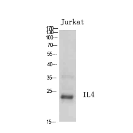 Western Blot - Anti-IL4 Antibody (C30015) - Antibodies.com