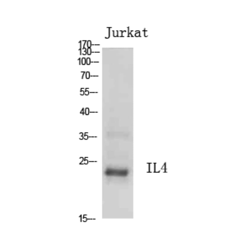 Western Blot - Anti-IL4 Antibody (C30015) - Antibodies.com