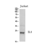 Western Blot - Anti-IL4 Antibody (C30015) - Antibodies.com