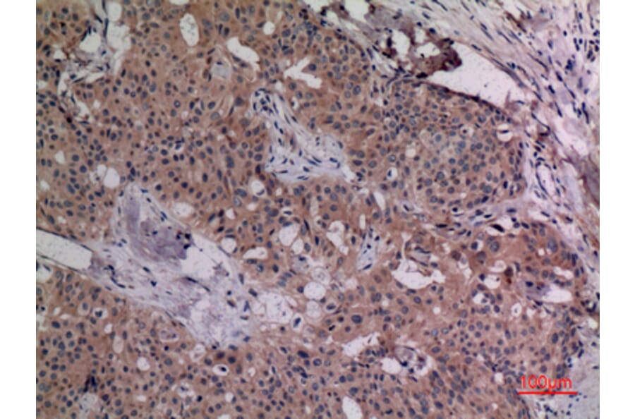 Immunohistochemistry - Anti-IL4 Antibody (C30015) - Antibodies.com