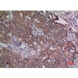 Immunohistochemistry - Anti-IL4 Antibody (C30015) - Antibodies.com