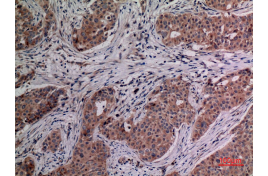 Immunohistochemistry - Anti-IL4 Antibody (C30015) - Antibodies.com