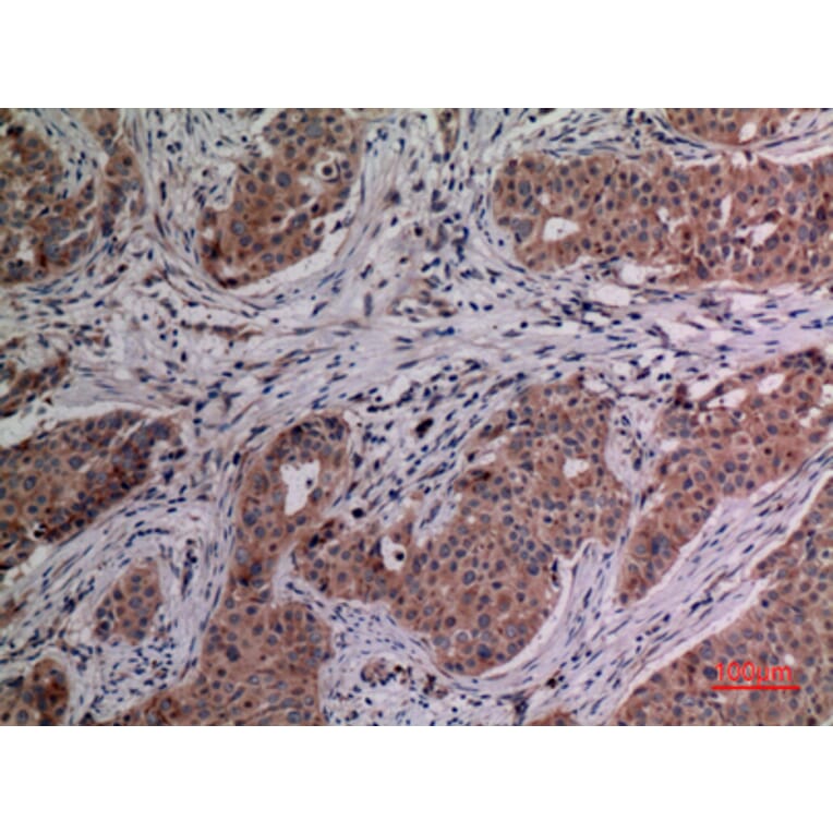 Immunohistochemistry - Anti-IL4 Antibody (C30015) - Antibodies.com