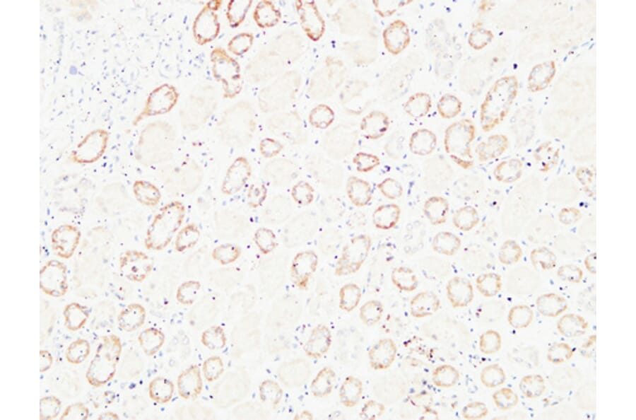 Immunohistochemistry - Anti-HGF Antibody (C30161) - Antibodies.com