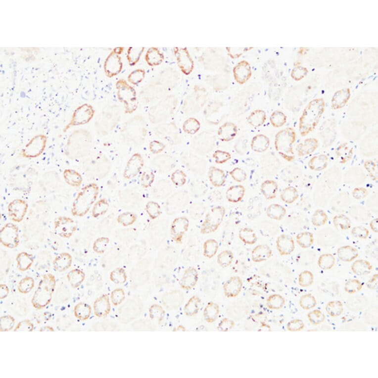 Immunohistochemistry - Anti-HGF Antibody (C30161) - Antibodies.com
