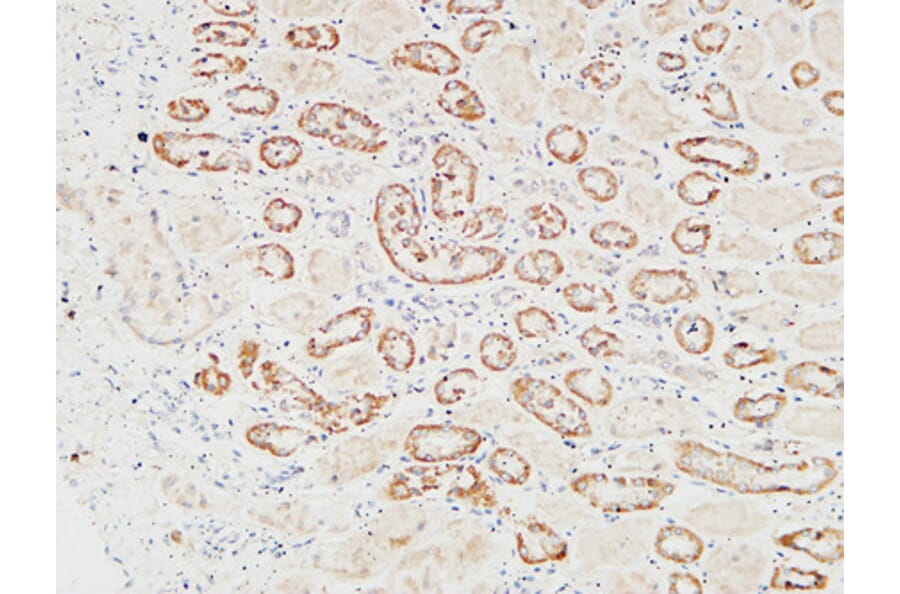 Immunohistochemistry - Anti-HGF Antibody (C30161) - Antibodies.com