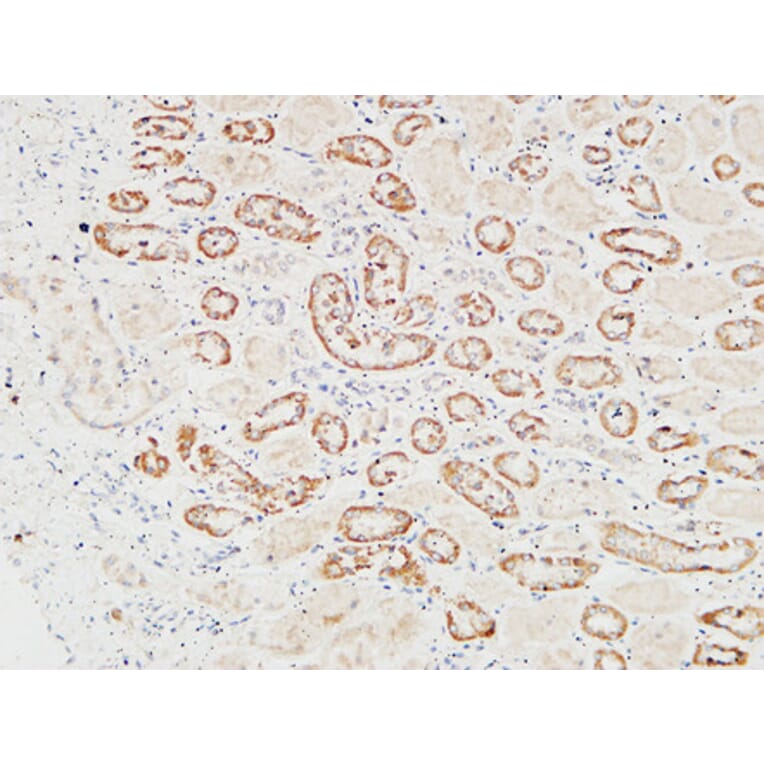 Immunohistochemistry - Anti-HGF Antibody (C30161) - Antibodies.com