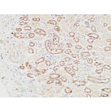 Immunohistochemistry - Anti-HGF Antibody (C30161) - Antibodies.com