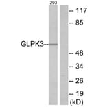Western Blot - Anti-GK3 Antibody (C11031) - Antibodies.com
