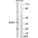 Western Blot - Anti-GGH Antibody (C15866) - Antibodies.com
