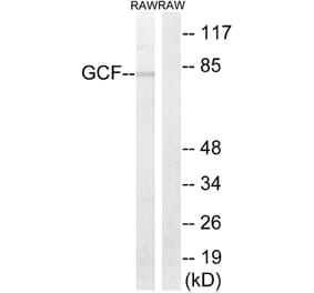 Western Blot - Anti-GCF Antibody (C15891) - Antibodies.com