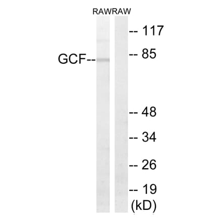 Western Blot - Anti-GCF Antibody (C15891) - Antibodies.com