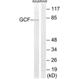 Western Blot - Anti-GCF Antibody (C15891) - Antibodies.com