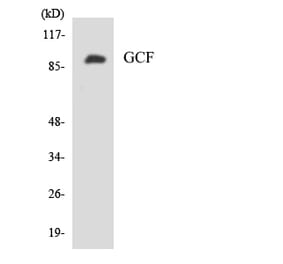 Western Blot - Anti-GCF Antibody (R12-2802) - Antibodies.com