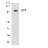 Western Blot - Anti-GCF Antibody (R12-2802) - Antibodies.com