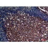 Immunohistochemistry - Anti-CR2 Antibody (C30335) - Antibodies.com