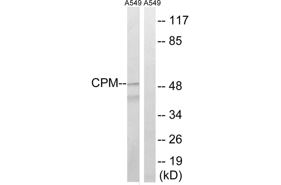 Western Blot - Anti-CPM Antibody (C14962) - Antibodies.com