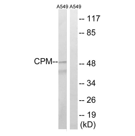 Western Blot - Anti-CPM Antibody (C14962) - Antibodies.com