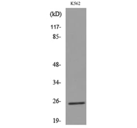 Western Blot - Anti-CD7 Antibody (C30324) - Antibodies.com
