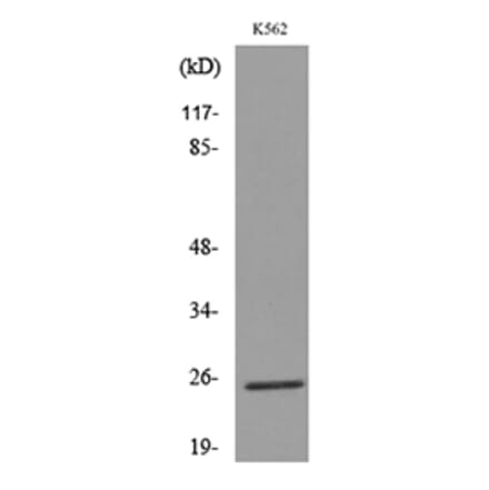 Western Blot - Anti-CD7 Antibody (C30324) - Antibodies.com