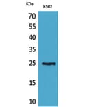 Western Blot - Anti-CD7 Antibody (C30324) - Antibodies.com