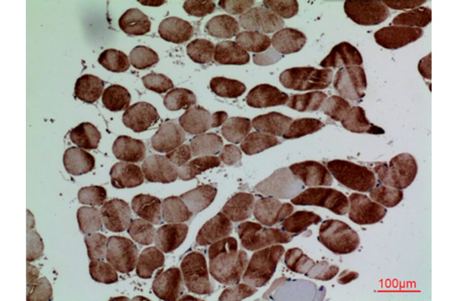 Immunohistochemistry - Anti-CD7 Antibody (C30324) - Antibodies.com