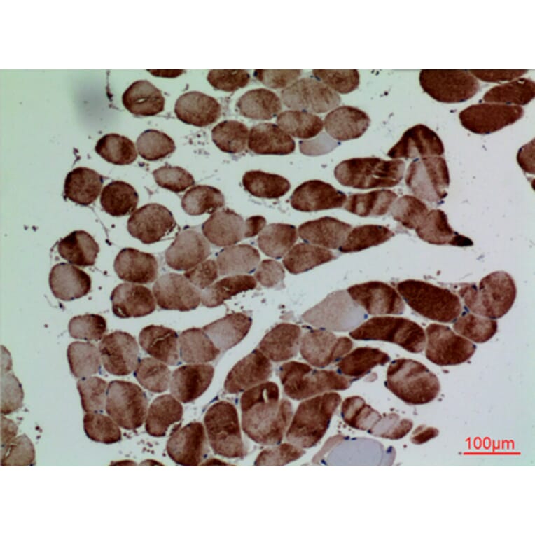 Immunohistochemistry - Anti-CD7 Antibody (C30324) - Antibodies.com