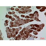 Immunohistochemistry - Anti-CD7 Antibody (C30324) - Antibodies.com