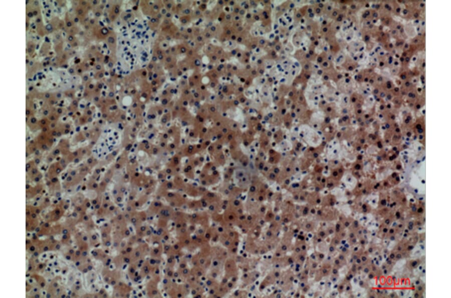 Immunohistochemistry - Anti-CD7 Antibody (C30324) - Antibodies.com
