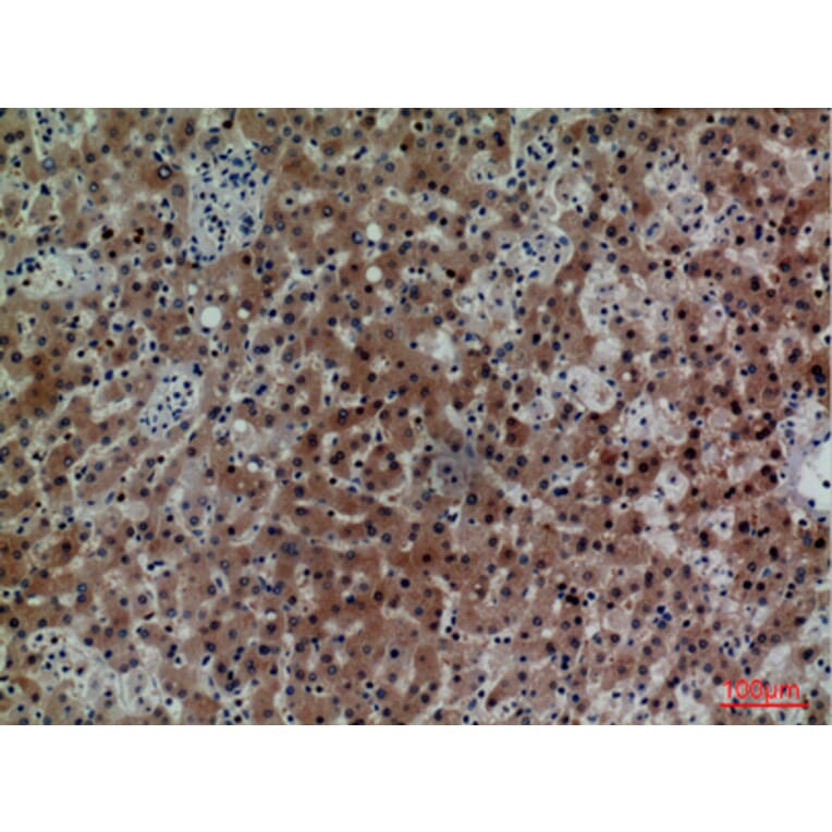 Immunohistochemistry - Anti-CD7 Antibody (C30324) - Antibodies.com