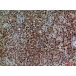 Immunohistochemistry - Anti-CD7 Antibody (C30324) - Antibodies.com