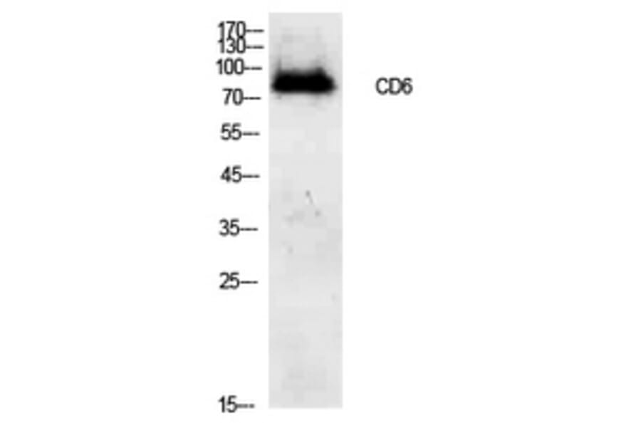 Western Blot - Anti-CD6 Antibody (C30323) - Antibodies.com