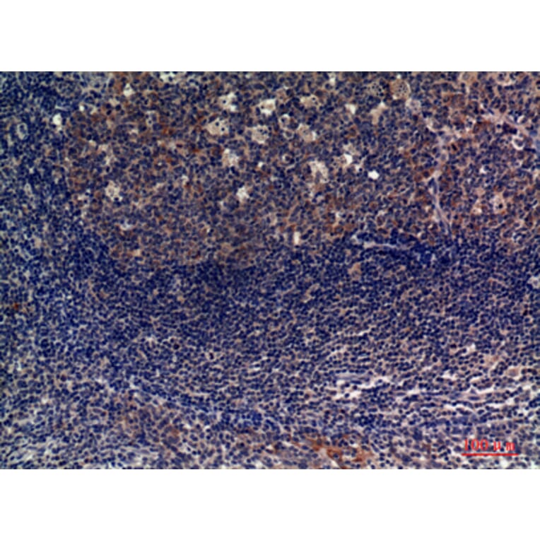 Immunohistochemistry - Anti-CD6 Antibody (C30323) - Antibodies.com