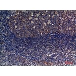 Immunohistochemistry - Anti-CD6 Antibody (C30323) - Antibodies.com