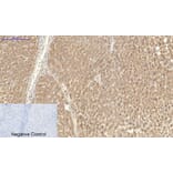 Immunohistochemistry - Anti-CAT Antibody (C30030) - Antibodies.com
